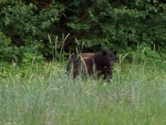 (Hunkydory) Bubba bear on salt water lake