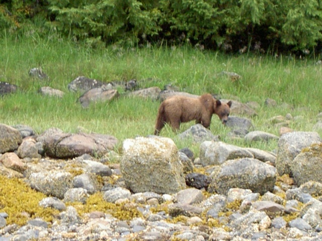 (Hunkydory) small grizzly south side inlet Shelter Cove