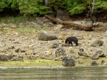 (Hunkydory) black bear on other side inlet Shelter Cove