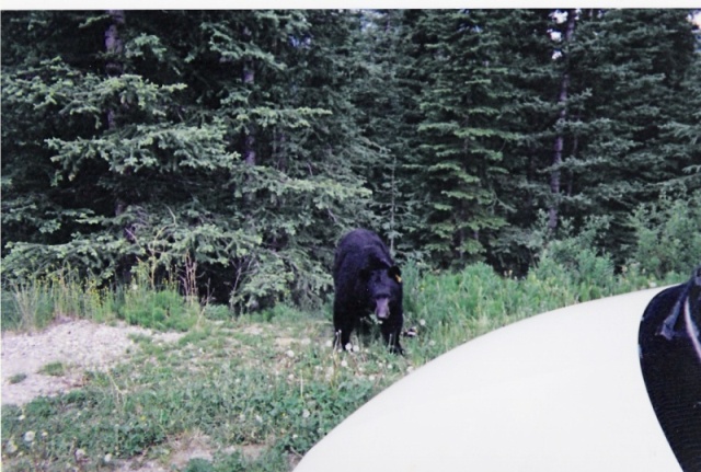 (Hunkydory) bear on Cassiar Highway