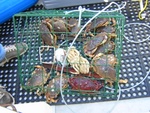 (Jeff and Diane) Crab Catch