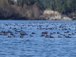 Thousands of Surf Scoters outside of Hammersley Inlet