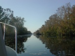 After the rigors of Chesapeake Bay, the calm water of the Great Dismal Swamp Canal was a pleasant respite.  Lots of wildlife! 