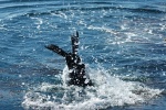 Sea Lion diving in the water.