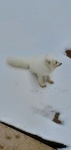 Arctic Fox