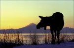 Cow @ Kasilof with Mt. Redoubt in the background (active volcano)