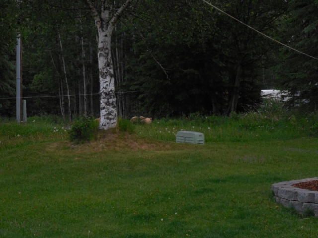 Brownie Sow & 3 cubs in front yard