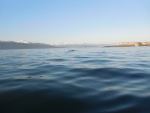 Humpback off the end of the Homer Spit