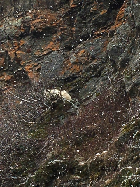 Goat at Dogfish bay