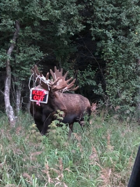 Neighborhood bull with the new (californian)Neighbor sign.