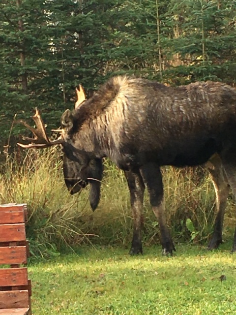 Back yard Bull