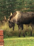 Back yard Bull