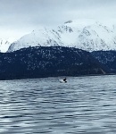 Calf Orca Kachemak Bay