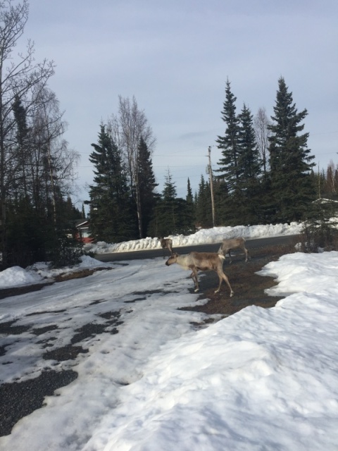 Caribou in driveway