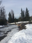 Caribou in driveway