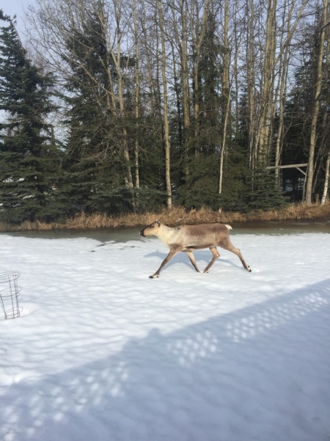 Caribou 