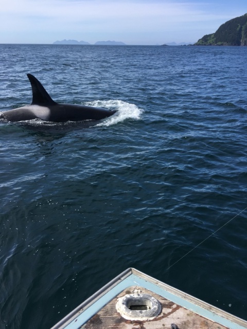 Orca at 12' while at anchor Halibut fishing in Chugach Passage, southern tip of Kenai peninsula AK.