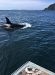 Orca at 12' while at anchor Halibut fishing in Chugach Passage, southern tip of Kenai peninsula AK.