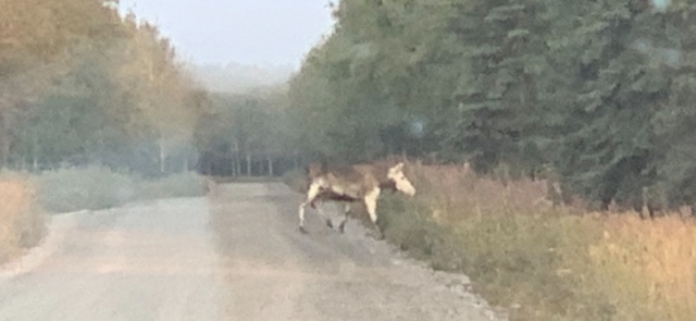 Piebald Cow Moose Marathon Rd. Kenai