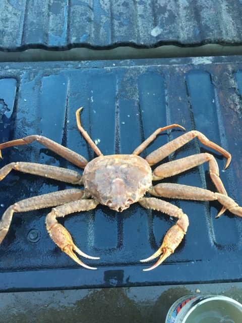 K-Bay Tanner Crab