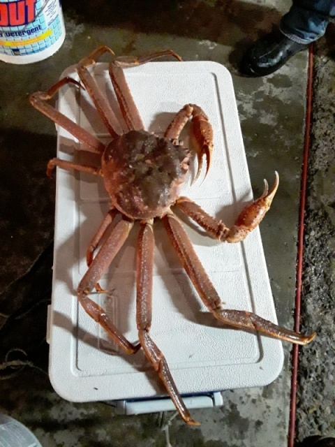 Biggest Tanner (aka Berardi Crab) I have seen in 25 yrs.
(48qt Coleman)