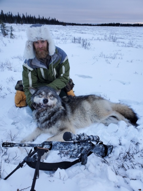 First wolf of the year. This guy & 5 or 6 of his friends have been raiding the kids trap line every night. Kid was back in the same area 01-24-2020 counted 16 different sets of wolf tracks. Great that's one of those 