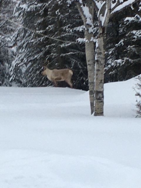 Caribou front yard 2