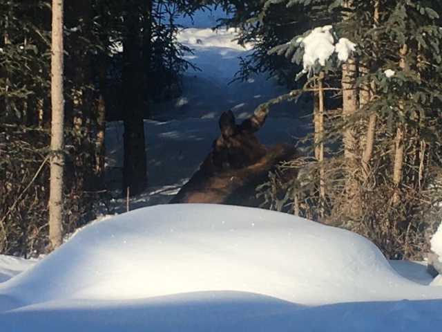 Bedded Moose Calf in back yard