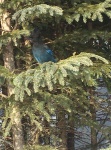 Steller's Jay 2