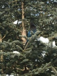 Steller's Jay