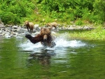 Big River Lakes, West side Cook Inlet
This was taken at 30'-40' from boat.
no zoom nec.