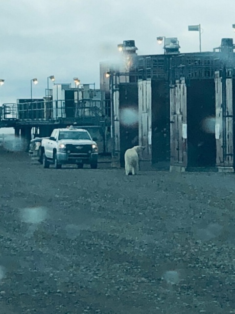 King of the Well Pad Milne Pt. Alaska
Any bear sighting shuts down all work
