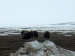 Muskox by pump station #1 Prudhoe Bay