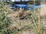 yearling Moose calf in back yard