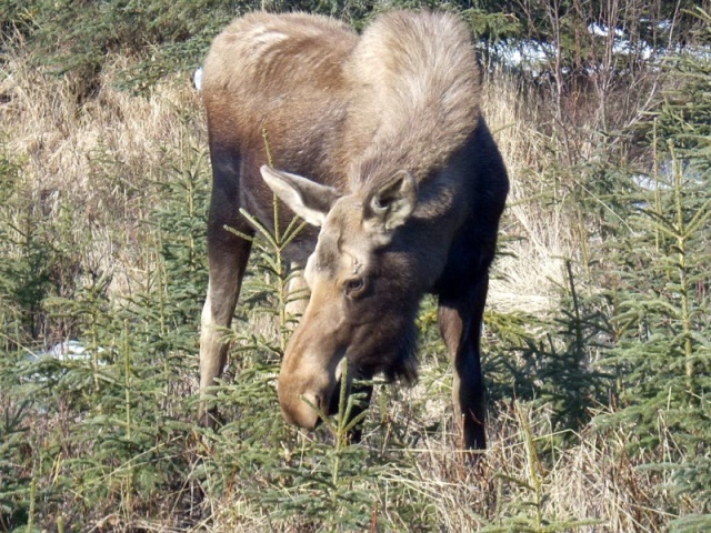 Back yard Moose Calf