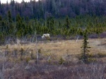 Caribou on the Kenai Flats