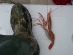 Size 12's & Spot Shrimp