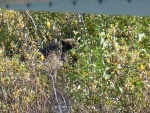 What is that noise in the bushes?
Pict was taken with 1 foot on float, pushing off with other foot, arm w/camera wrapped around wing strut.