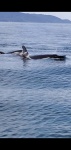 Mobbed by a pod of Orcas on the way in from Halibut fishing 