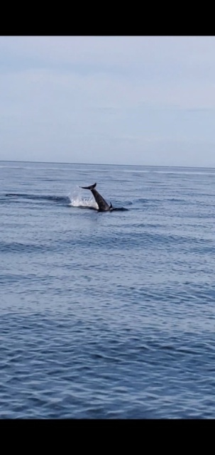 Calf showing off again