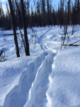 First Brown Bear tracks of the year, while out looking for Snowshoe Hare.