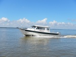 SKIMMER in the James River [osprey]