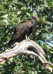 A Turkey vulture waits for visitors to depart so it can continue gorging on a putrid dead seal nearby (caption corrected 7/29)