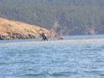 Walking on water. Spencer Spit