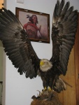 Bald Eagle in our rental house