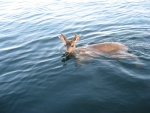 Came across this young deer about two miles out.  He was taken by the outgoing tide and was too weak to get back