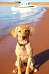 Our Lab Dori at Lake Powell 2012