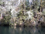 The photos don't do justice to the amount of Methuselah's beard and Witch's hair moss hanging in the trees.