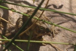 Another Frog on Trail to End of Oak Canyon 9-19-09.Sized