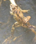 Frog on Trail to End of Oak Canyon 9-19-09.Sized